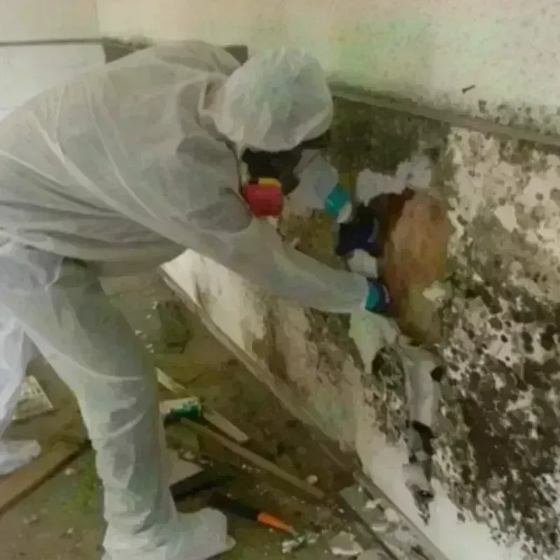 Mold Remediation and Removal in Mabscott, WV